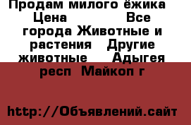 Продам милого ёжика › Цена ­ 10 000 - Все города Животные и растения » Другие животные   . Адыгея респ.,Майкоп г.
